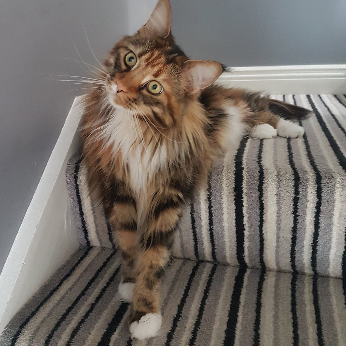 JulieAMcCoy's tweet photo. How princesses sit. #CatsOfTwitter #mainecoon #princesstabitha https://t.co/bC0tj9uUvf