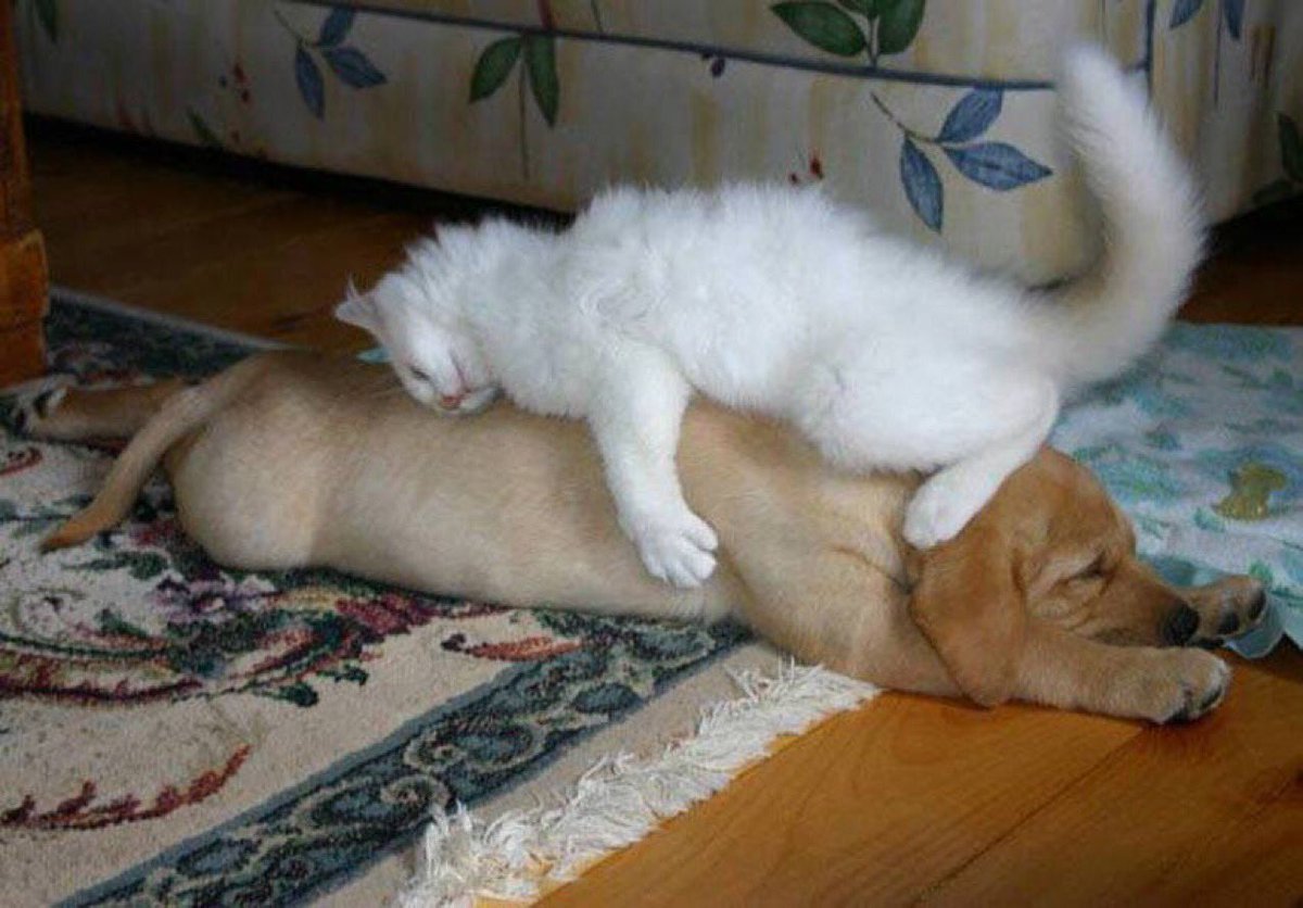 <a href="/CamdenRocksFest/">Camden Rocks Fest</a> this is how good we feel @FalseHeads <a href="/MosesOfficialUK/">M O S E S</a> <a href="/Brokenwittrebel/">Broken Witt Rebels</a> <a href="/theforteband/">FORTE</a> <a href="/WhiteRoomHQ/">WHITE ROOM</a> <a href="/Asylumsband/">Asylums</a> <a href="/blackwaters/">Black Water EU</a>