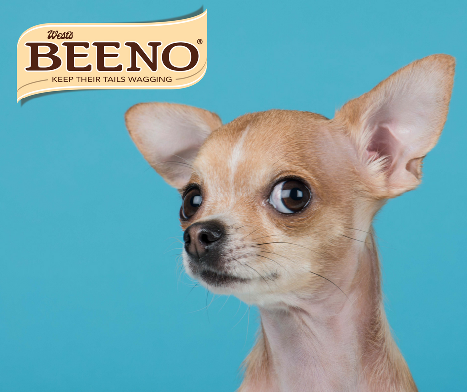 RT if your #dog can’t hear you telling him stop chasing the #cat, but can hear the #Beeno box being opened 5kms away! #dogsoftwitter