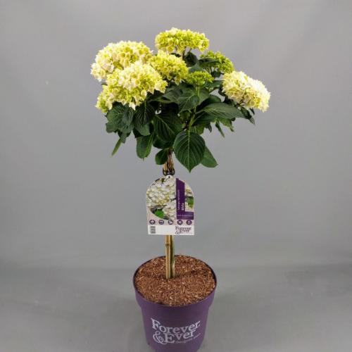 abtuin's tweet photo. Vanaf deze week leverbaar: Hortensia stammen van @4EverHortensia. Super visueel en super aantrekkelijk! Bestellen kan via het bestelsysteem😉 https://t.co/Yhb7jR7MqV