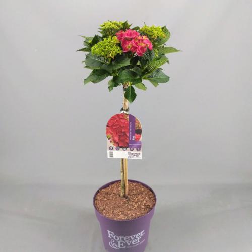 Vanaf deze week leverbaar: Hortensia stammen van <a href="/4EverHortensia/">Forever&Ever</a>. Super visueel en super aantrekkelijk! Bestellen kan via het bestelsysteem😉
