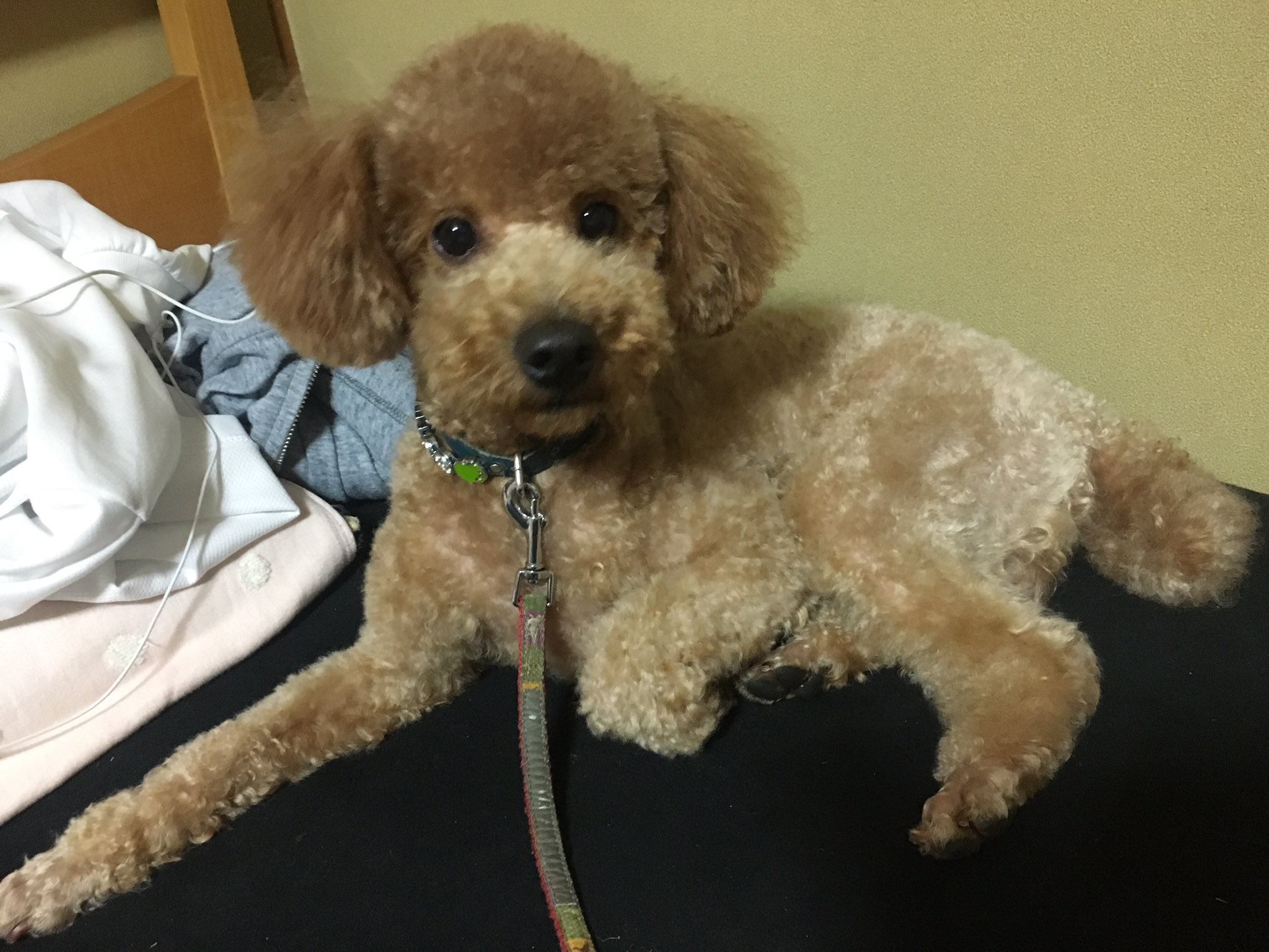 三島ゆかり A Twitter うちのりんごがサマーカットして帰ってきたんだけれども それよりも前足の長さが気になる写真ばっか撮れちゃうw 愛犬 トイプードル りんご サマーカット トリミング かわいい 足長い 美脚 串カツみたいな足 T Co 6pp0c19tjy