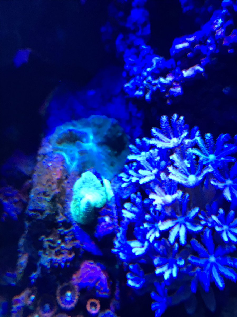 miniaqua tweet media