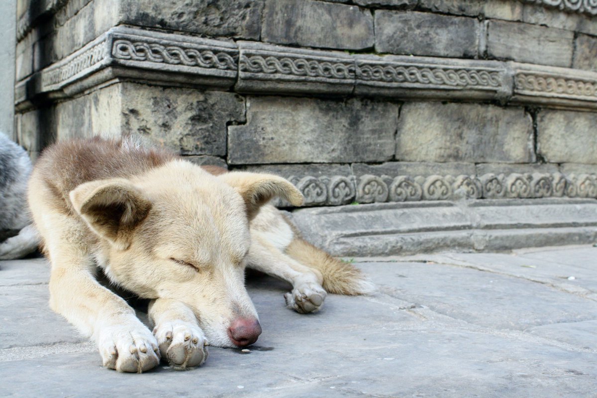 Many charities run overseas dog neutering programmes but depressingly few report data about how they assess impact. bmcvetres.biomedcentral.com/articles/10.11…