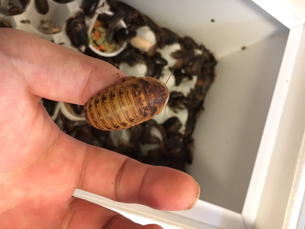 Rep D 今日はデュビアケースの掃除した ベビーが半端ない数増えてた 春木屋さんから餌用として500匹も届いたし幸せや 笑 そして茶色いデュビア初めて見た かわいい デュビア アルゼンチンフォレストローチ