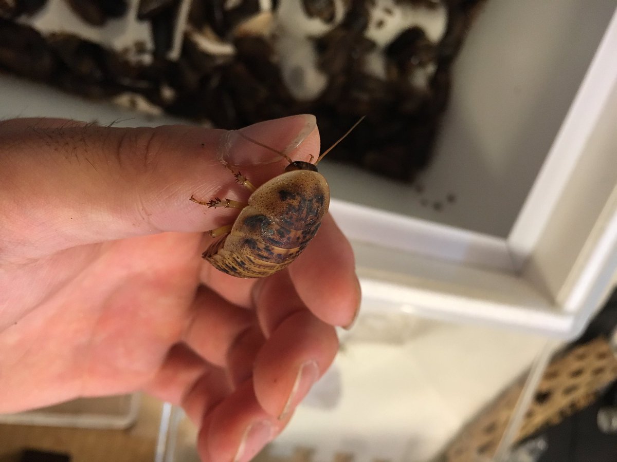 Rep D 今日はデュビアケースの掃除した ベビーが半端ない数増えてた 春木屋さんから餌用として500匹も届いたし幸せや 笑 そして茶色いデュビア初めて見た かわいい デュビア アルゼンチンフォレストローチ