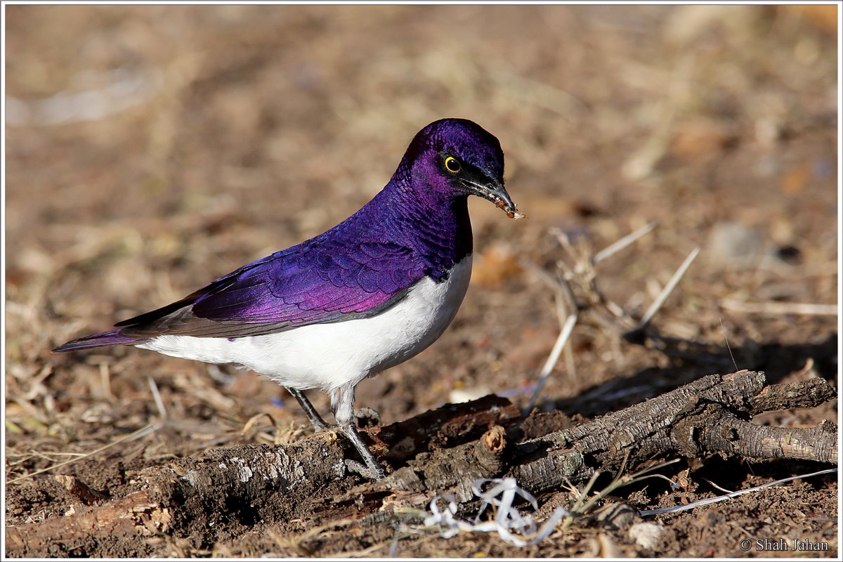 tourdeshah's tweet photo. #VioletBackedStarling #KenyaDec2016. #Birding #birdingtours #wildlife #wildlifephotography #bird #kenya #Africa #birdwatching #ornithology https://t.co/YbARJ3F8Qb
