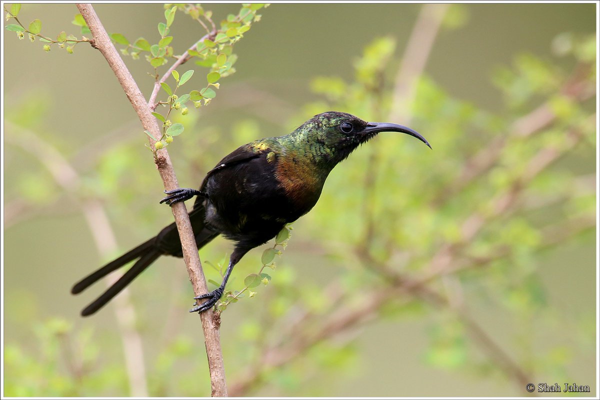 tourdeshah's tweet photo. #BeautifulSunbird #KenyaDec2016. #Birding #birdingtours #wildlife #wildlifephotography #bird #kenya #Africa #birdwatching #ornithology https://t.co/QUEkpZtxug