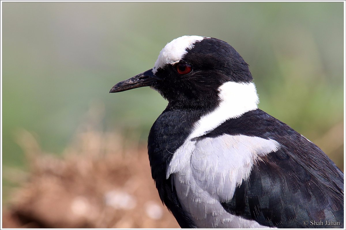 tourdeshah's tweet photo. #BlacksmithPlover #KenyaDec2016. #Birding #birdingtours #wildlife #wildlifephotography #bird #kenya #Africa #birdwatching #ornithology https://t.co/eD6u7Oi8RO