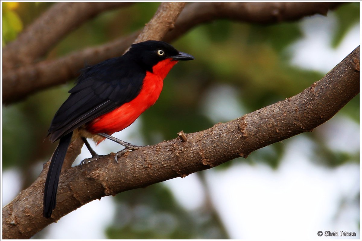 tourdeshah's tweet photo. #BlackHeadedGonolek #KenyaDec2016. #Birding #birdingtours #wildlife #wildlifephotography #bird #kenya #Africa #birdwatching #ornithology https://t.co/QZxAbZd0Br