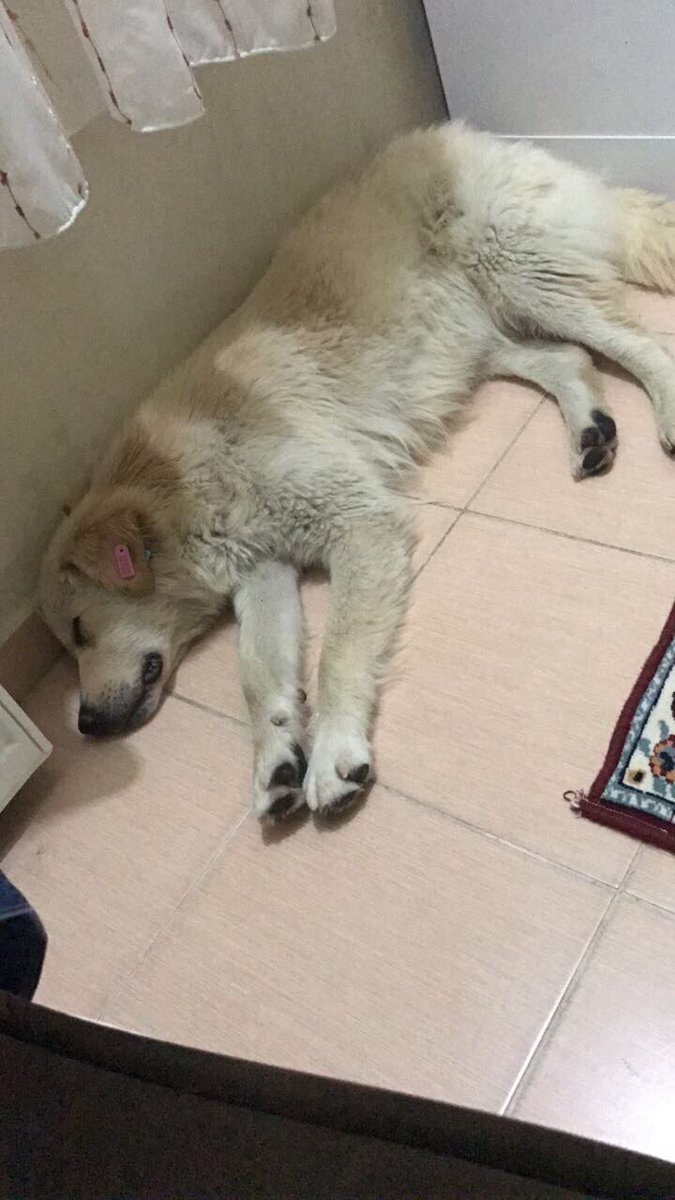 yagmur_sis's tweet photo. MAHALLELİ TARAFINDAN HERGÜN DÖVÜLÜYOR, GÜVENLİ YERE ALINDI VAKTİ KISA YUVA ARIYORUZ LÜTFEN RT TEKRAR O SOKAĞA DÖNMESİN! https://t.co/cWeuUfoKpw