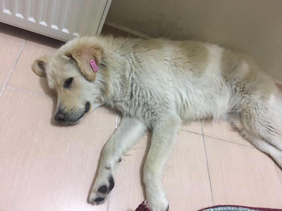 yagmur_sis's tweet photo. MAHALLELİ TARAFINDAN HERGÜN DÖVÜLÜYOR, GÜVENLİ YERE ALINDI VAKTİ KISA YUVA ARIYORUZ LÜTFEN RT TEKRAR O SOKAĞA DÖNMESİN! https://t.co/cWeuUfoKpw