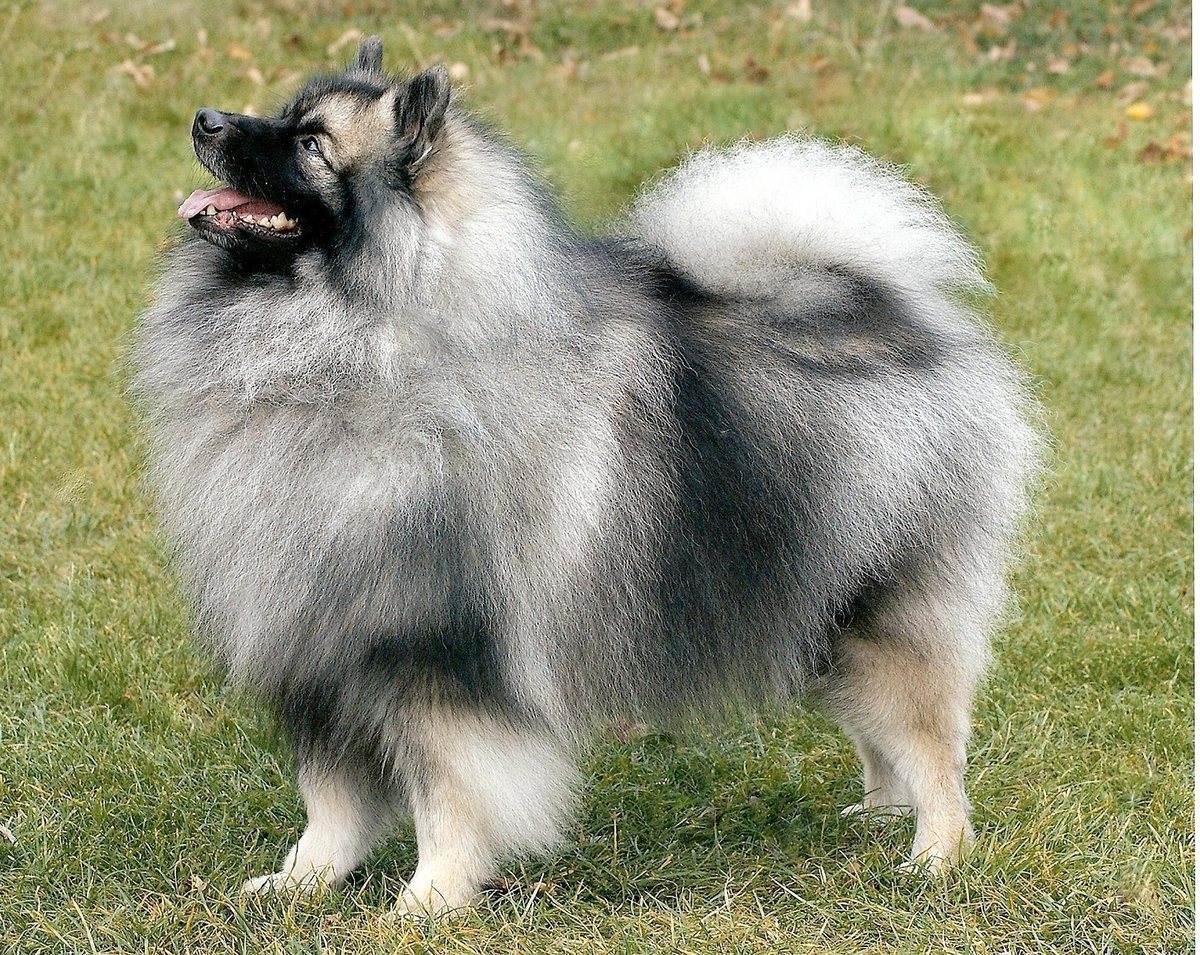 CompanionDW's tweet photo. The #Keeshond is a medium sized dog, originating from Germany and Holland and is a member of the Spitz group of dogs https://t.co/vEGJ3Js8cd https://t.co/MZMQURMyg0