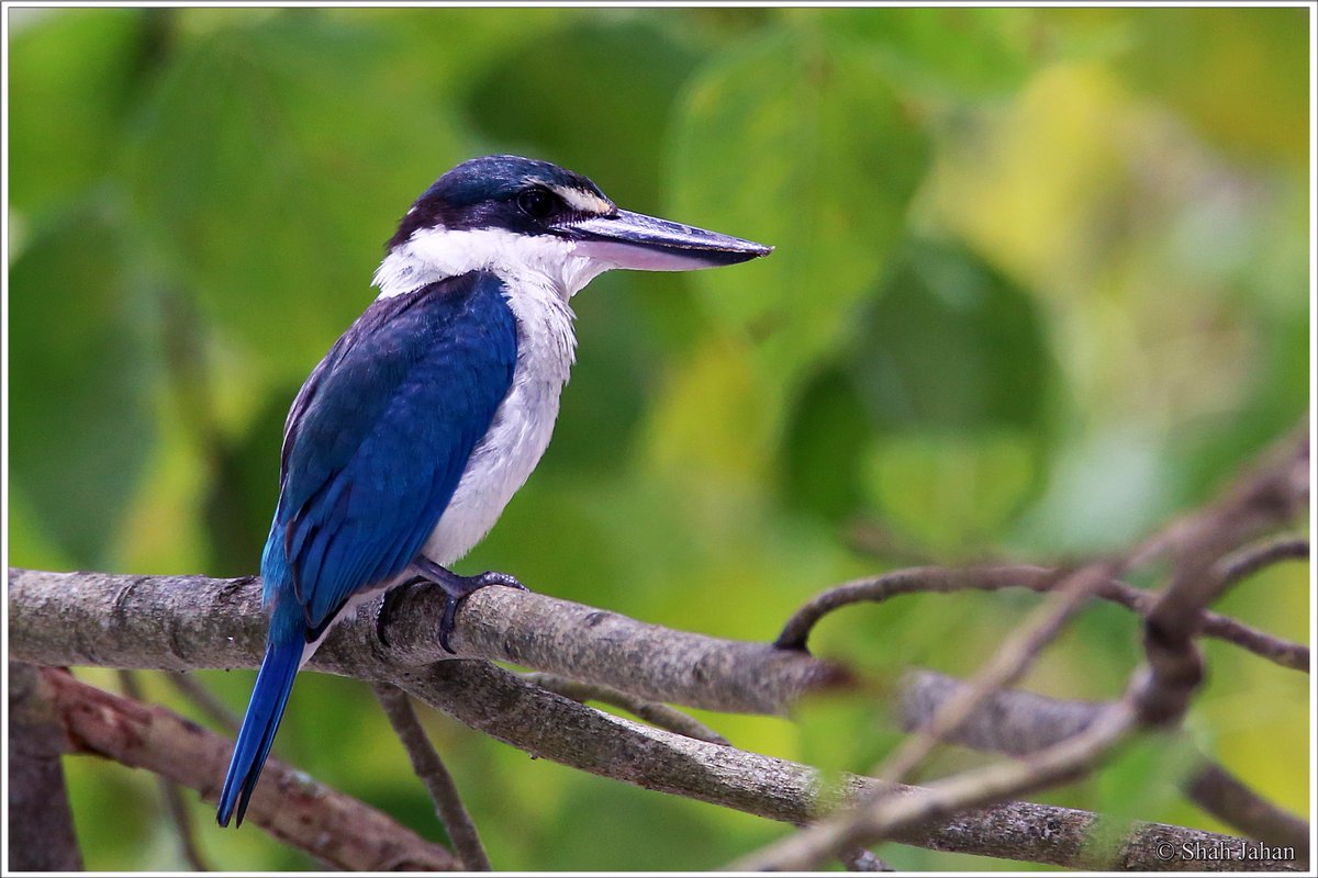 tourdeshah's tweet photo. #CollaredKingfisher #AndamanSep2016. #Birding #birdingtours #wildlife #wildlifephotography #bird #india #Andaman #birdwatching #ornithology https://t.co/1TdbMxTtNH