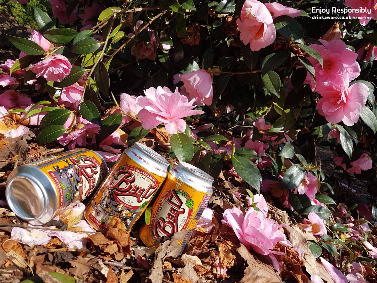 The blooming flowers always attract the Bees #BackyardBrew #beer #spring
