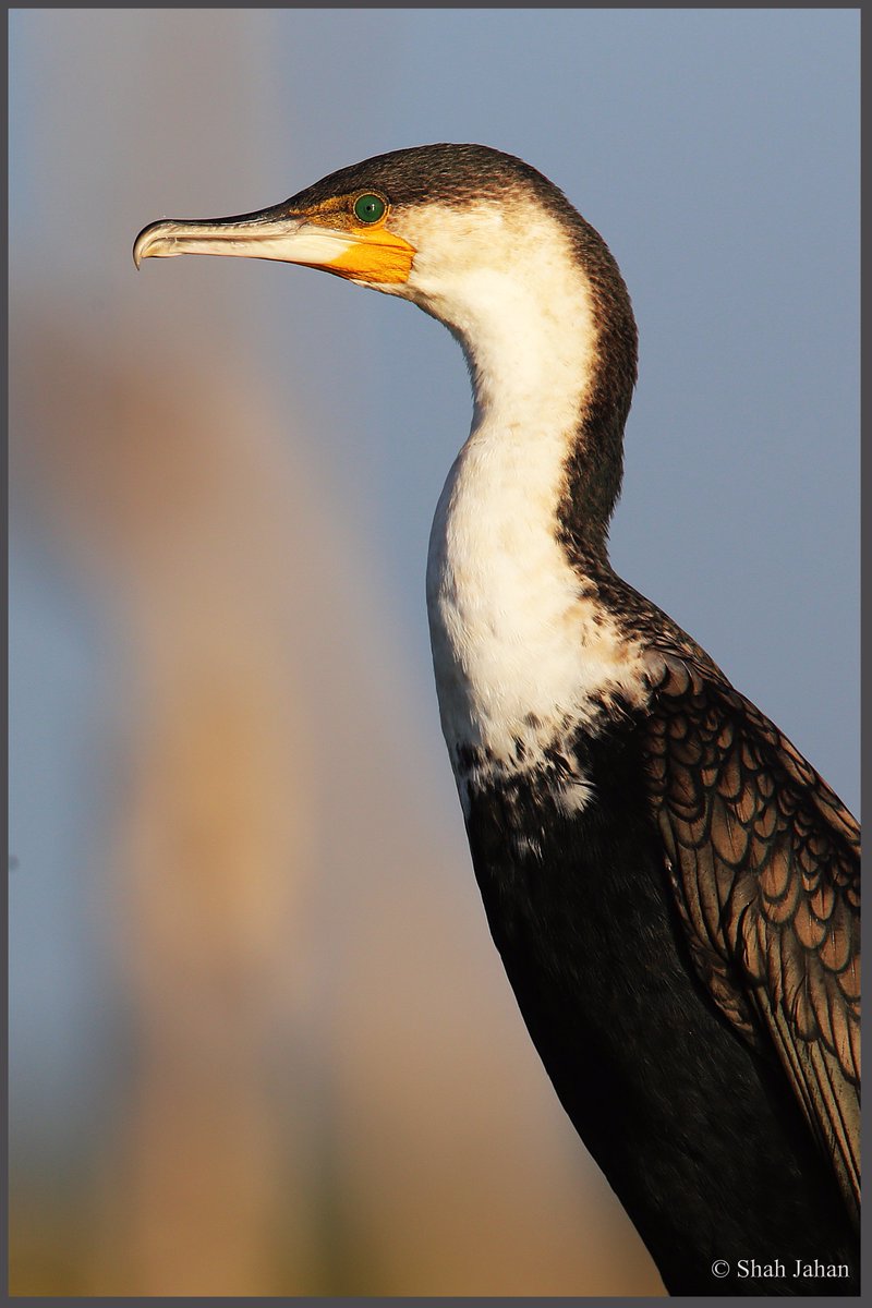 tourdeshah's tweet photo. #GreatCormarant #KenyaDec2016. #Birding #birdingtours #wildlife #wildlifephotography #bird #kenya #Africa #birdwatching #ornithology https://t.co/36fBnpK56f