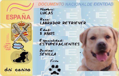 Guardia 🇪🇸 on Twitter: "Queremos tanto a nuestros perros que les damos hasta un #DNI 😅 es un homenaje a todos esos canes con los que compartimos día a