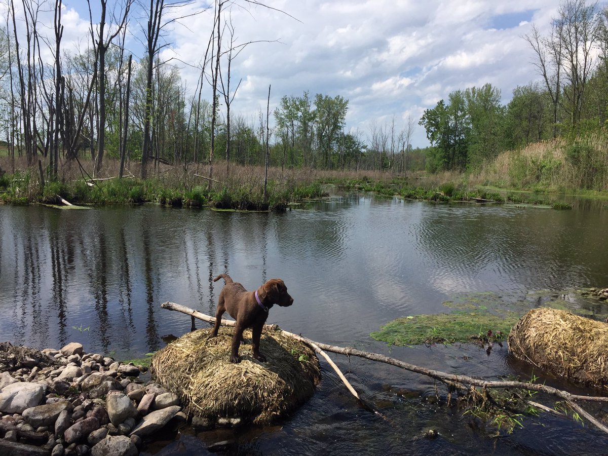 LoneDuckApparel's tweet photo. Little Ember, my newest client exploring the world! Building confidence and having fun! #chesapeakebayretriever #chessie #loneduck https://t.co/drQBFKE1Sh