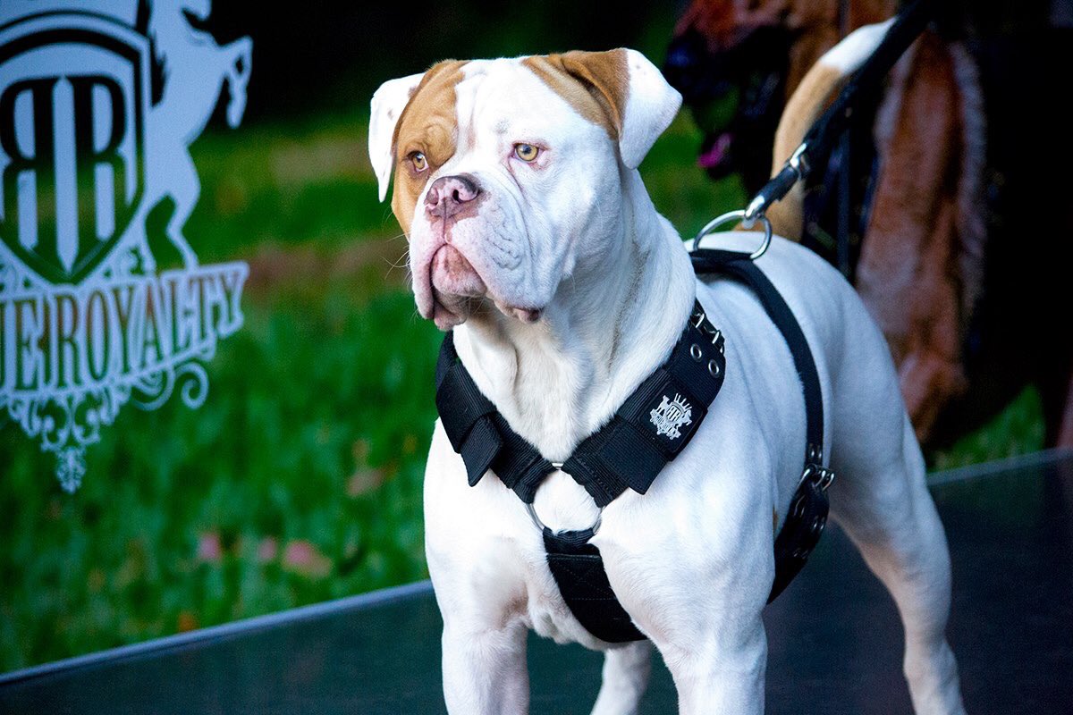 rogue royalty harness