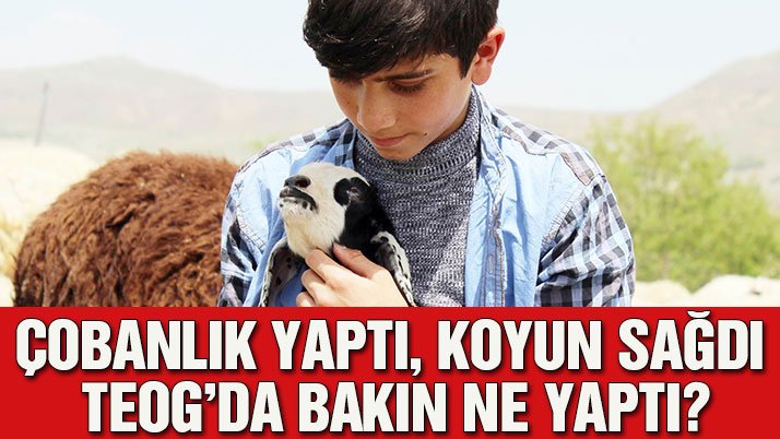 gazetesozcu's tweet photo. Koyun sağıp, çobanlık yapan Habib’in TEOG başarısı
https://t.co/xG5wj7Hmls https://t.co/WyfA5jFsUg