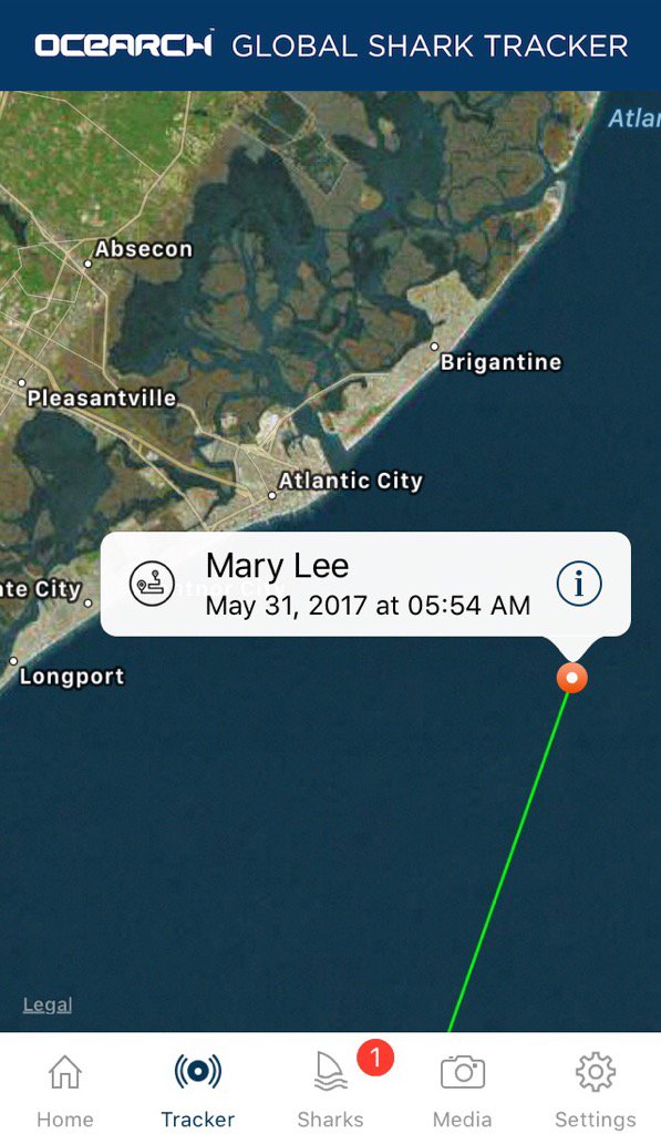 MaryLeeShark's tweet photo. Good morning, @AtlanticCityNow. Come out to the boardwalk and we'll have coffee. -;() @OCEARCH @ACPressSkeldon https://t.co/rXFK1POju9
