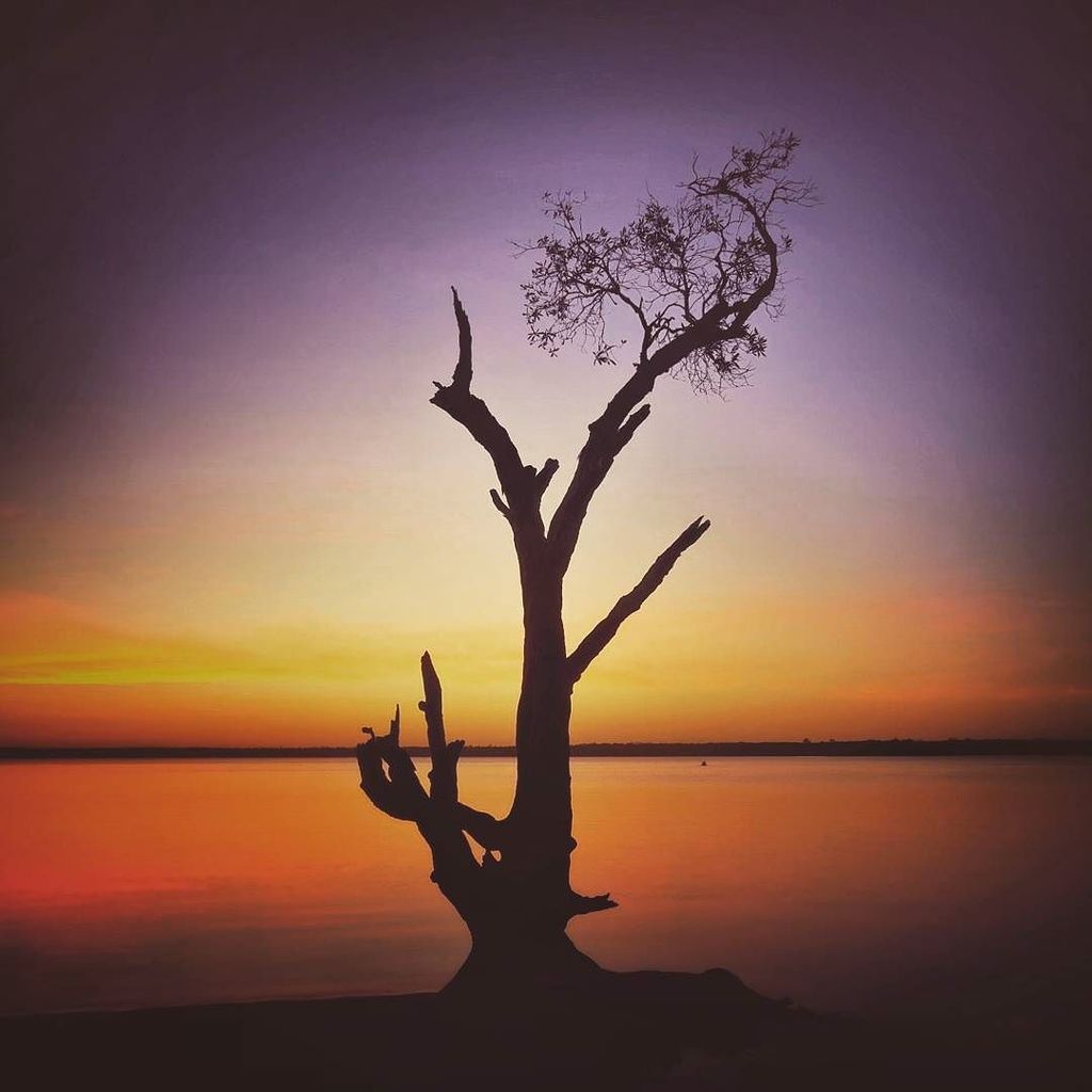 KeiranLusk's tweet photo. Sunset tree love. The most beautiful tree on Lake Cootharaba. .
.
.
#BoreenPoint #VisitNoosa #lonely_tree_love #Ou… https://t.co/AUhxflgCb6 https://t.co/Da8sIfrbpW