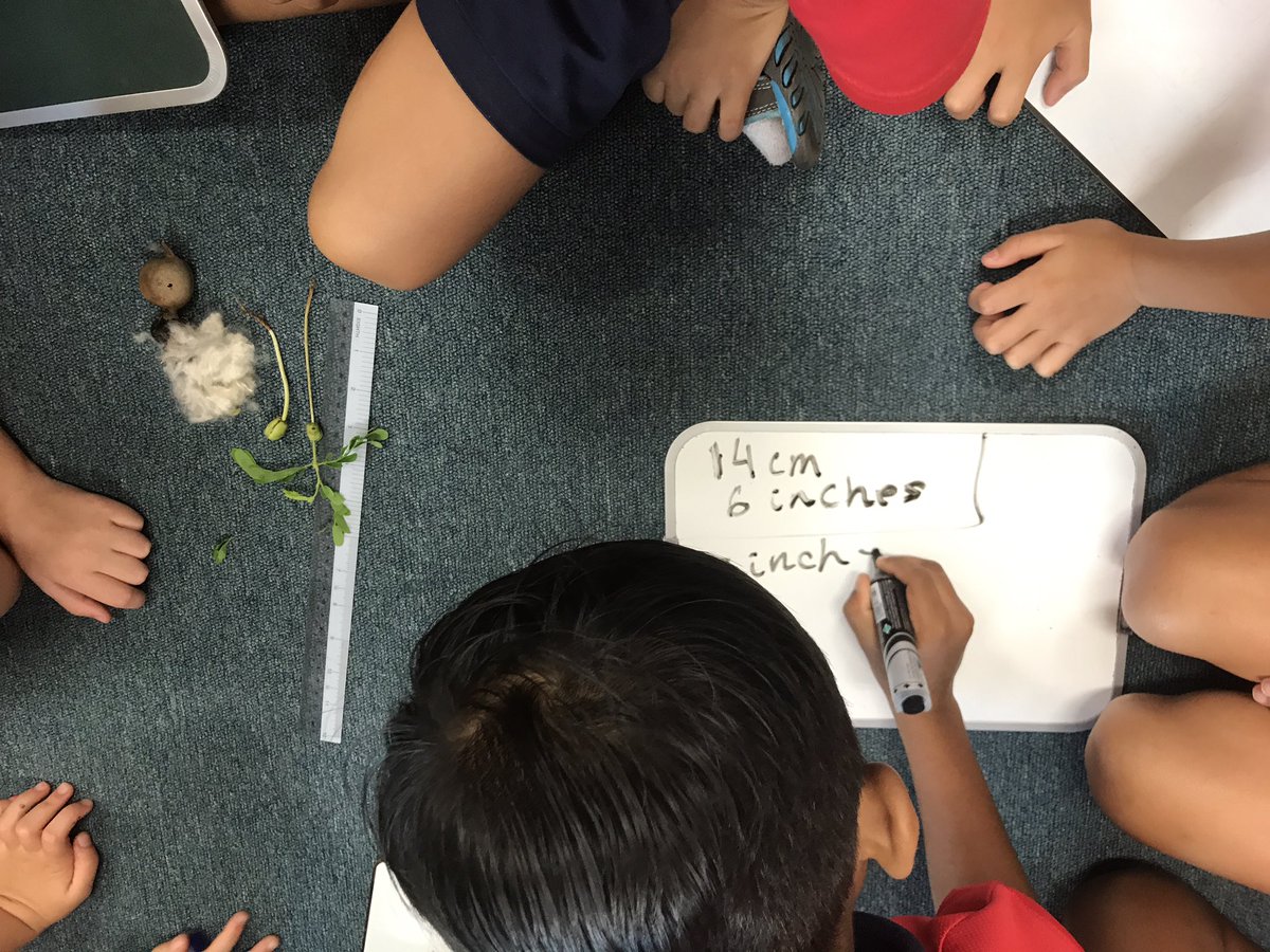 Ms_kHansen's tweet photo. How can we #prove our #wodb - Ss voice 'it's the tallest one' #measurement #embeddedmath #transdisciplinary #fractions @ibpyp #CISprimary https://t.co/yaEDUdbRD3