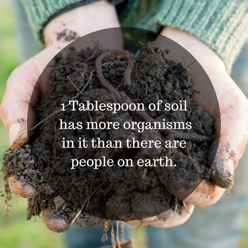 KirstyMartuccio's tweet image. #MudIsGood #SoilLife #LifeUnderTheMicroscope #AmazingWorld #Organisms