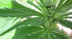 headlneapp's tweet photo. The 3 Best Marijuana Stocks to Buy https://t.co/724nsPmSDI $KSHB $GWPH $ACBFF https://t.co/lyeJ27dOkC