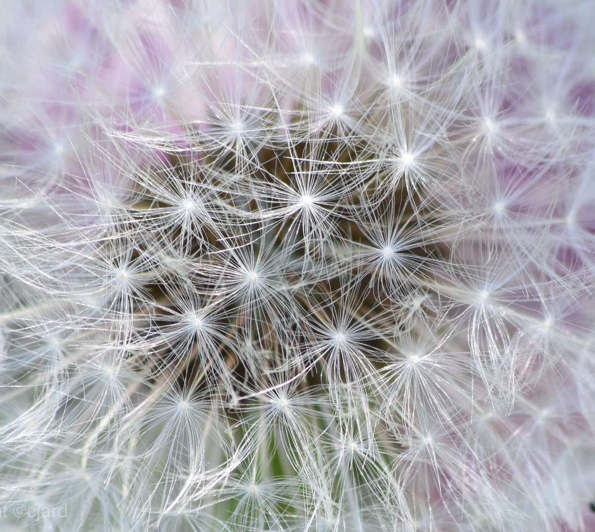 jardinecaj's tweet photo. Isn't nature wonderful, took this in my garden today.
#nofilter 
#Dandelion  #ClockFlower https://t.co/R5O7CwZZfH