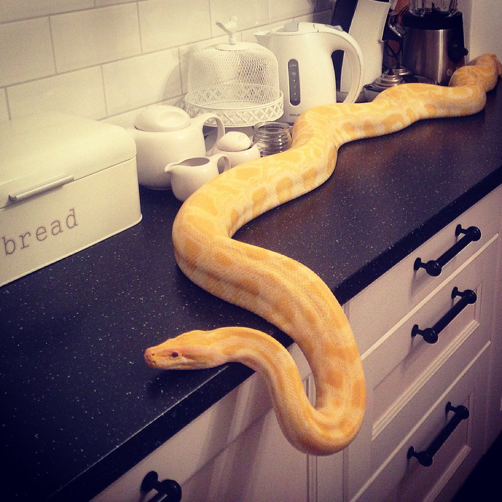 Huffy is looking around 👀 #burmesepython #pythonbivittatus #python #snake #snakes