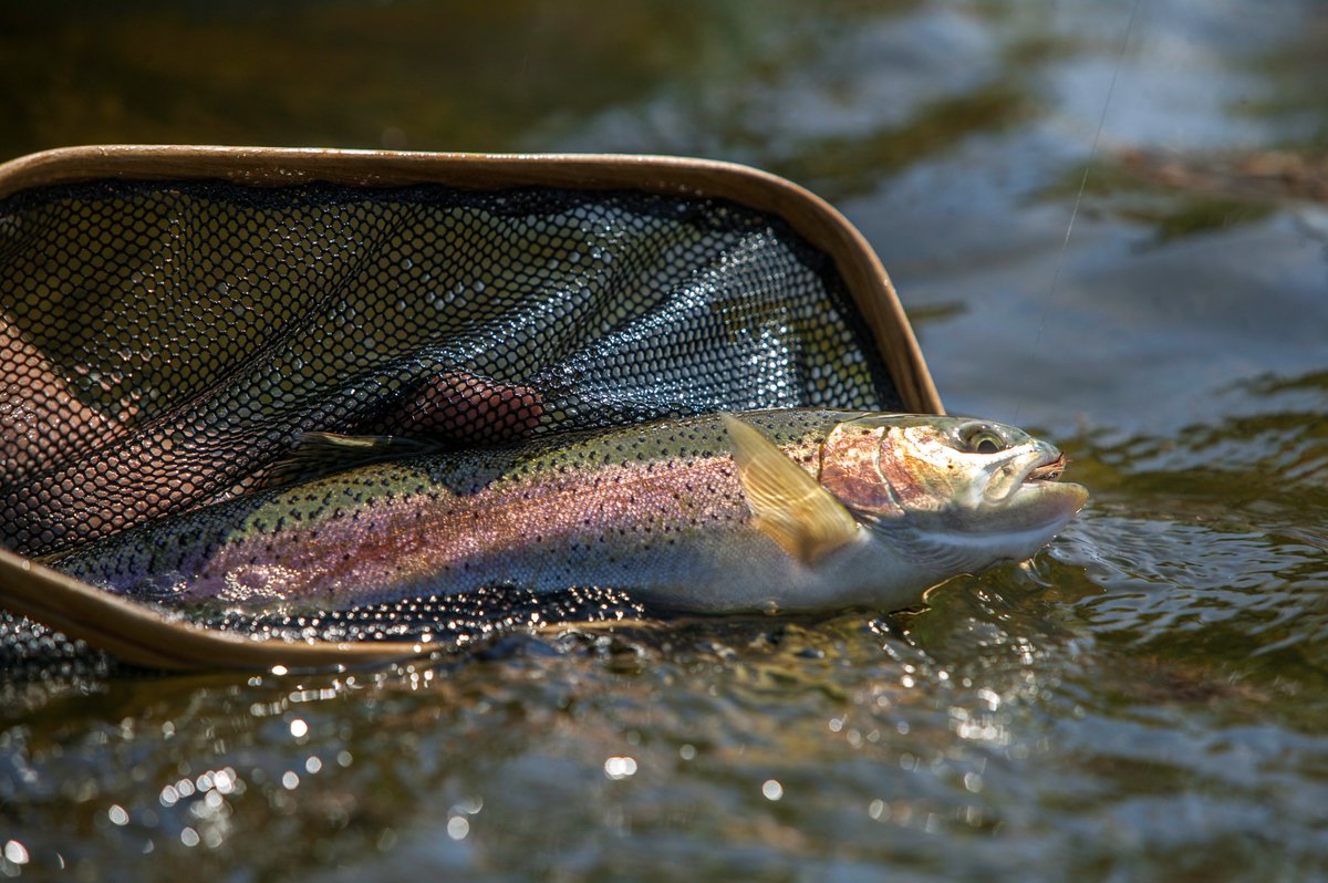 OutcastGear's tweet photo. Got'er... the best days are spent fishing! #outcastsportinggear #leavethecrowds #tightlines #flyfishing #getoutstayout #southforkboise https://t.co/o7YsxdZyaj