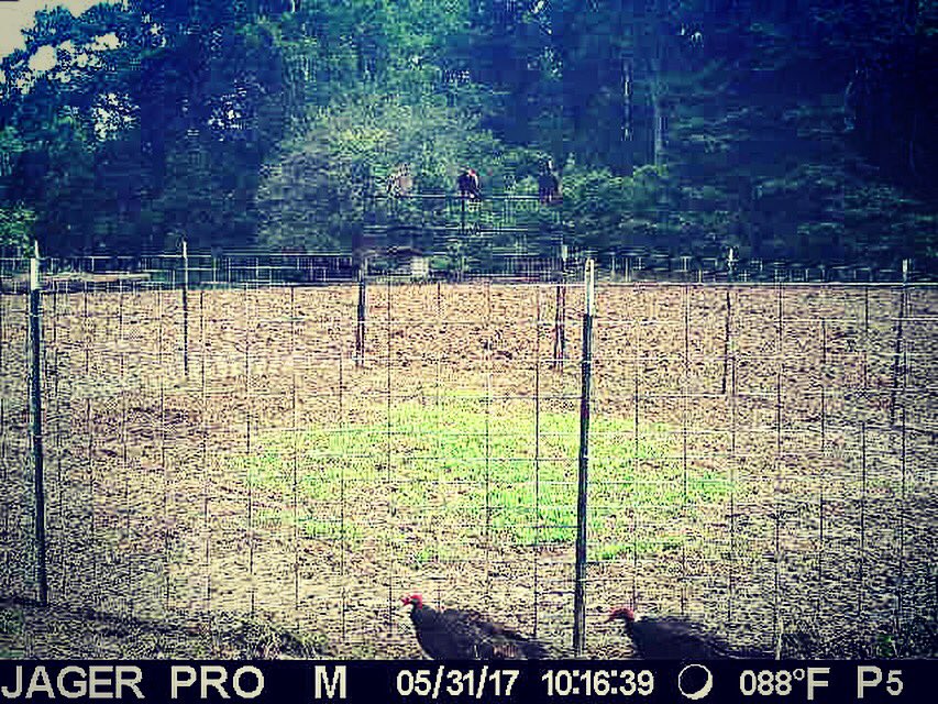 lifeonthehunt's tweet photo. The buzzards are getting impatient around our hog trap #westervelt #hogtrapping #jagarpro https://t.co/vXqed523Ud