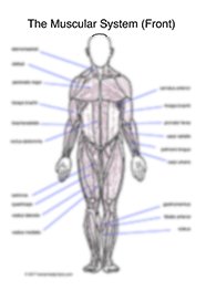 download bioarrays from basics to diagnostics