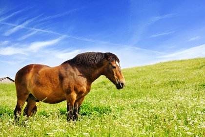 JACKSMFG's tweet photo. Researchers Develop Regional Fat Scoring System for Horses.
#Horses #FatScore #WednesdayWisdom #TheHorse #Research
https://t.co/gzkOEWPdxq https://t.co/heJmmHcDjU