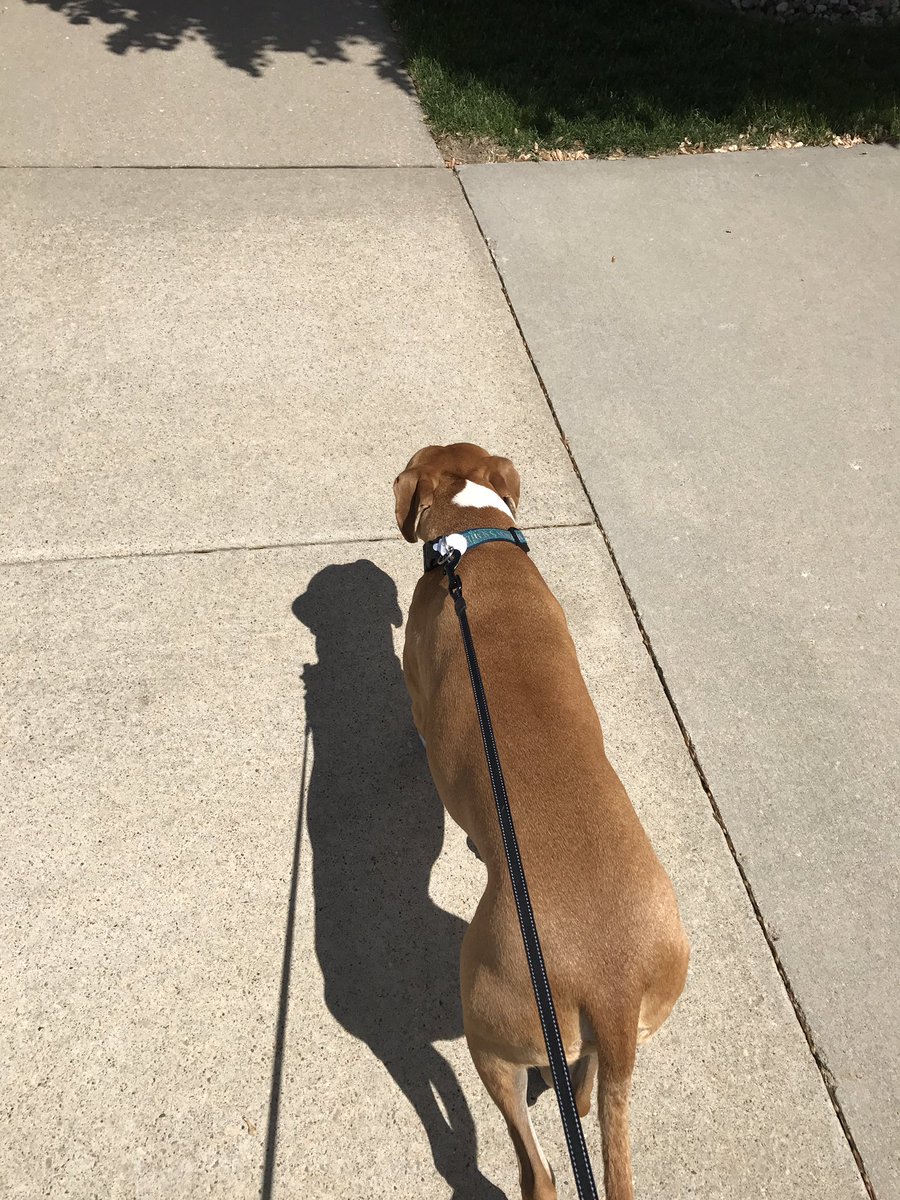 justmattbaker's tweet photo. Benefit to working from home...taking your best bud for a walk during lunch #LuckyMe https://t.co/gmryobjFx4