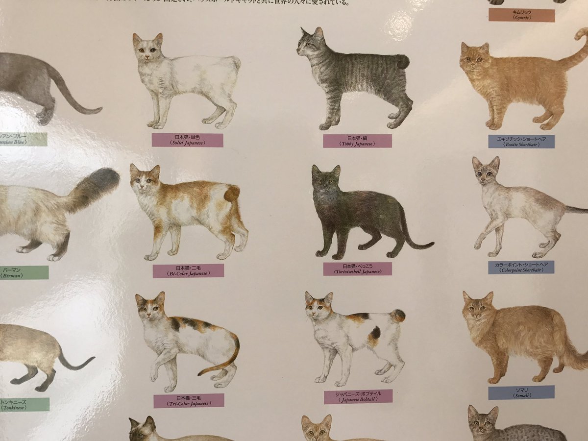 ねこかます Pa Twitter 日本猫ってやっぱ稀少なんだなあって思う これだけ猫見てても しっぽが丸い子 細長い子ってほとんど見ないです