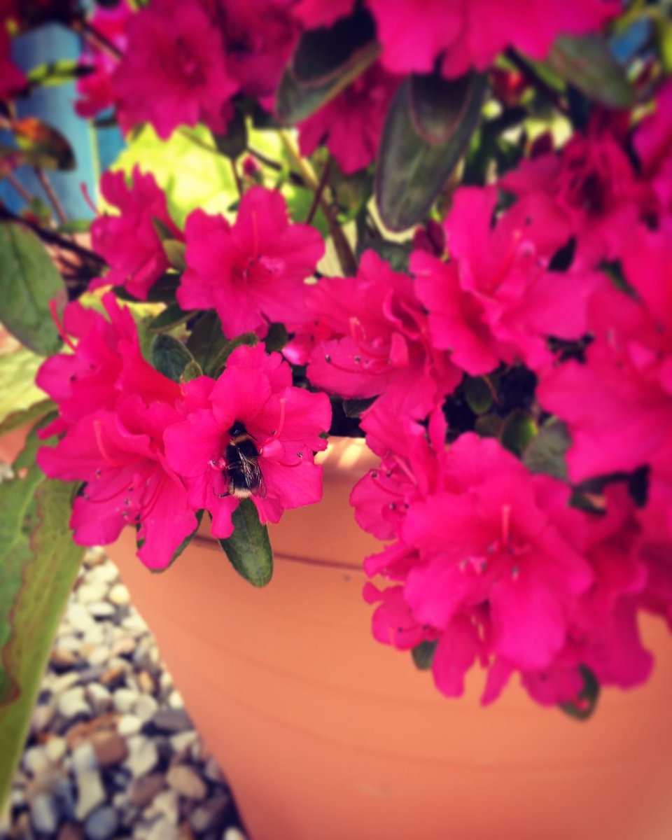 cybe_lianna's tweet photo. Hello summer! #savethebees #azaleabloom https://t.co/ExQBZL4yV1