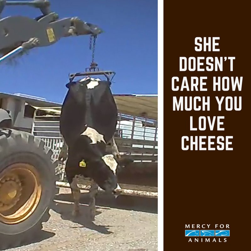 MercyForAnimals's tweet image. This is WRONG. ❌