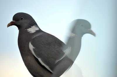 Colashme's tweet photo. Los pájaros de ciudad están menos evolucionados que los del campo https://t.co/9sxkJf232F https://t.co/J9ocYkWVOm