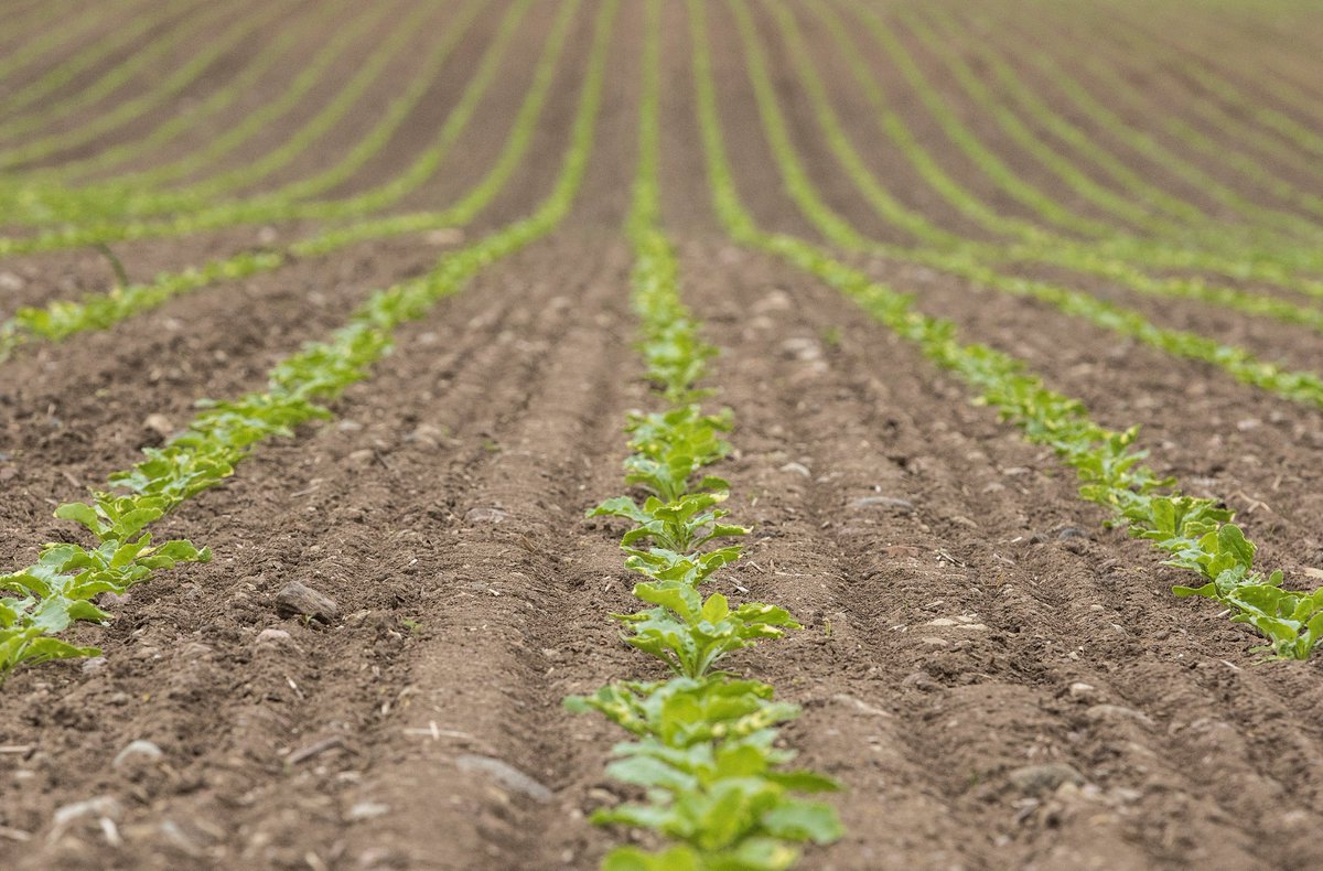 vaderstad's tweet photo. It is always nice to see a great emergence. Sugar beets planted with a Väderstad #worldrecordplanter Tempo V at a farm in southern Sweden. https://t.co/GOjo8kekfH