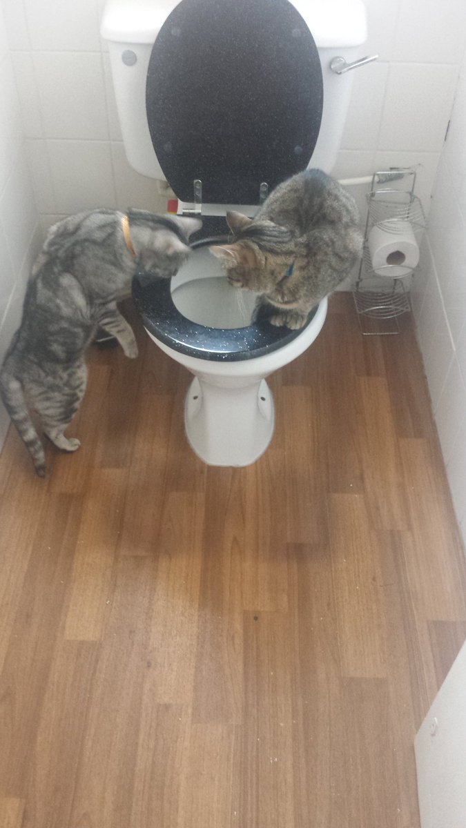 Rah_Locke's tweet photo. It's just wee, guys. #wee #cats #weird #toilet https://t.co/N9nhtJXn2u
