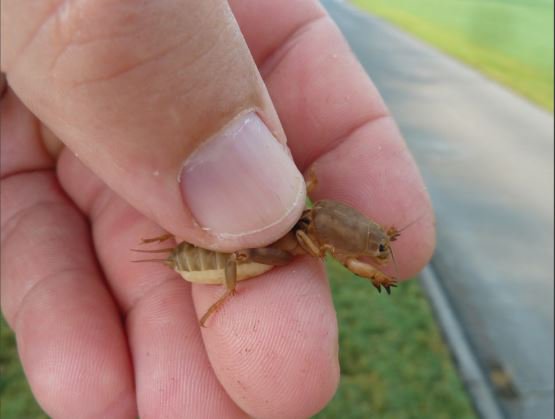 EnvuGolfUS's tweet photo. #MoleCrickets tunneling through your #turf root system? Consider an application of #ChipcoChoice. https://t.co/qeBipoecyq #BayerGST https://t.co/ywjCvF6l86