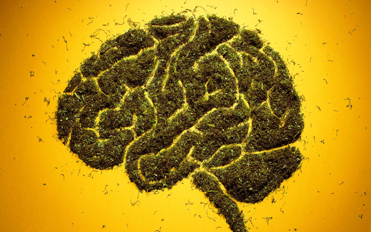 HIGH_TIMES_Mag's tweet photo. Check Out This #Interview! Prominent Researcher Says Cannabinoids Can Help Heal Brain Trauma. https://t.co/pNwUOHWqzf https://t.co/QMmiAltdwL