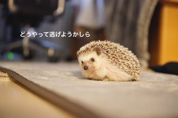 Hurley0706's tweet photo. 今日はかんたん更新☆考えるハーリー【https://t.co/lBKLNTaEg9】 https://t.co/GqBzLYbL0v