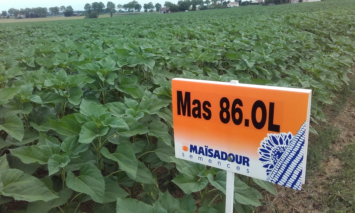 GabrielMagaddi1's tweet photo. Magnifique!!
Bouton floral tout proche.
Mas 86ol s'annonce encore au top en 2017
#tournesol #toprendement @MASseeds https://t.co/09o4iG3Y2k