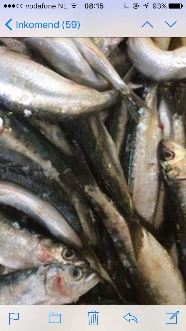 viswaasdorp's tweet photo. Voor de liefhebber #Geep Voor de #BBQ de lekkerste Vis en Gamba's , #RodePoon en #Sardien Kom gezellig langs ! https://t.co/q6umkzKmbv