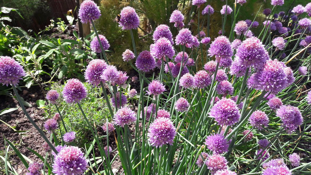 Turpin101's tweet image. Chive flowers. Onion pompoms that taste good, look great and attract bees. #chiveflowers