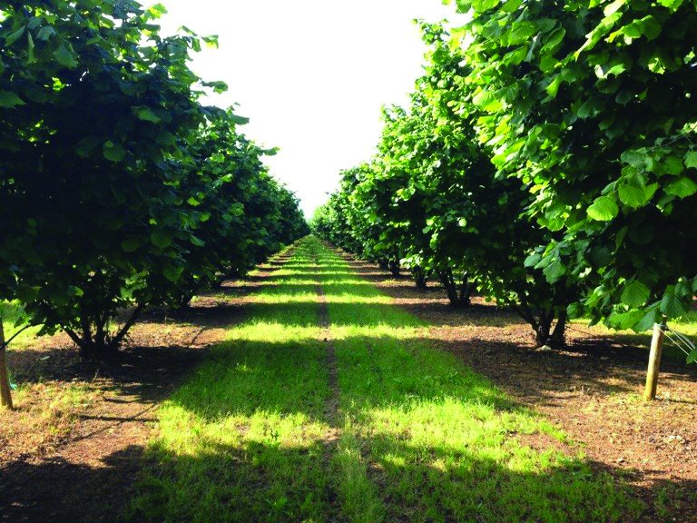 FreshPointMag's tweet photo. #nocciole, boom della #corilicoltura workshop a Cherasco il 10 giugno @Confagricoltura Cuneo #Asprocor #Ascopiemonte https://t.co/5hVYMSMfZ4 https://t.co/EK0x5C8SWP