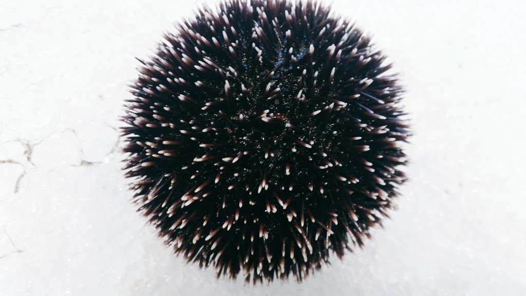 Officinadelpesc's tweet photo. Riccio Regina ... il top dei ricci commestibili 
#officinadelpesce 
#portocatanzarolido https://t.co/5NVb5j90vd